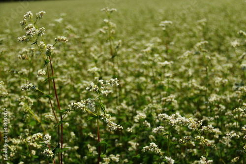 Blossom of buckwheat in full blossoming during summer. Ripe will be harvested in October.