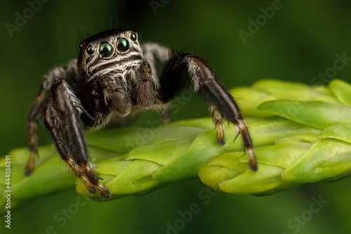 Fototapeta na wymiar Hairy, black jumping spider sits on a thuja twig