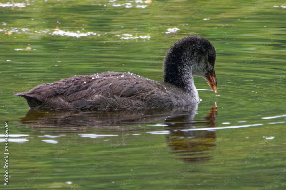 Eurasian coot (Fulica atra), is a member of the rail and crake bird family. Eurasian coot (Fulica atra), is a member of the rail and crake bird family.
