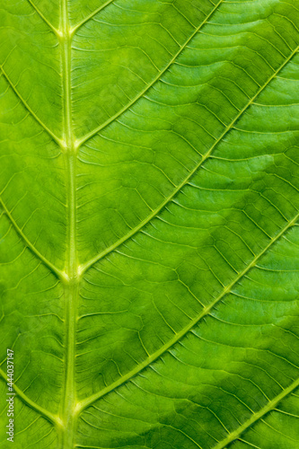 Close-up photo of large golden teak leaf pattern texture background.