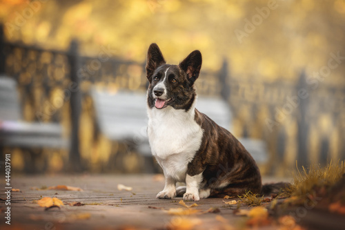 Brindle welsh corgi cardigan sitting on a path in the park against the backdrop of a bright autumn landscape © honey_paws