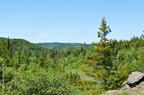 Forest landscape. Newfoundland