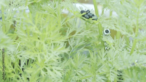 Within a dense growth of carrot tops, a monarch caterpillar defecates balls of frass wile eating upside down on an herbaceous stem,  storing energy for metamorphosis to pupate into chrysalises shell photo