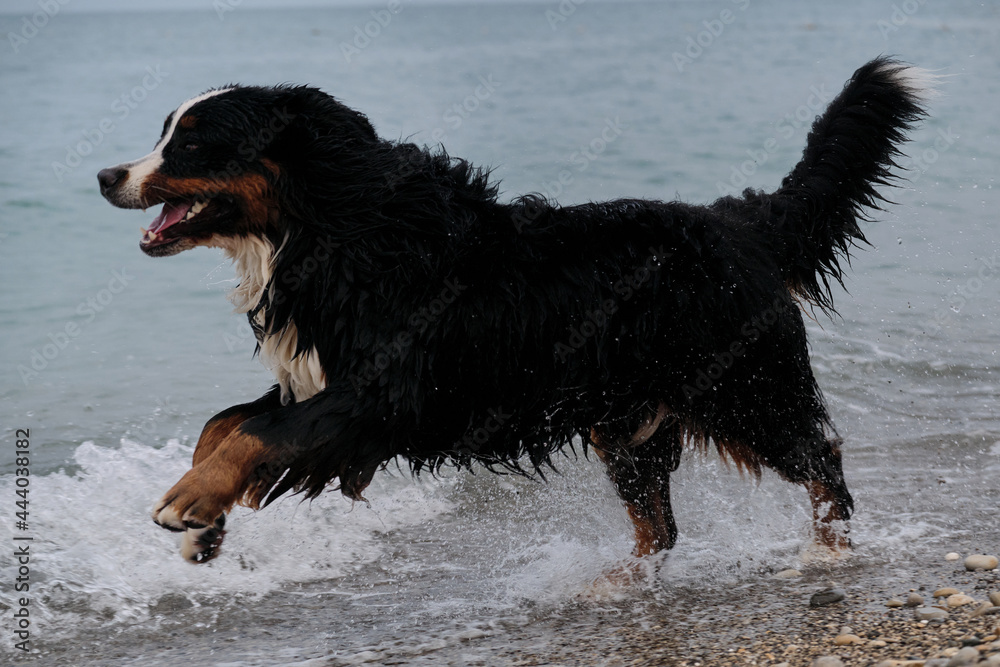Active and energetic walk with dog in fresh air by pond. Trademark smile of Mountain Dog. Spray is flying in different directions. Bernese Mountain Dog runs on pebble beach and enjoys life.