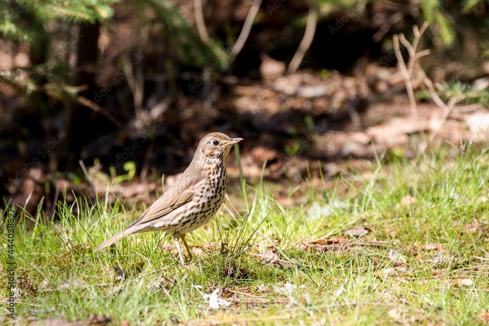 The song thrush (Turdus philomelos) The song thrush (Turdus philomelos)