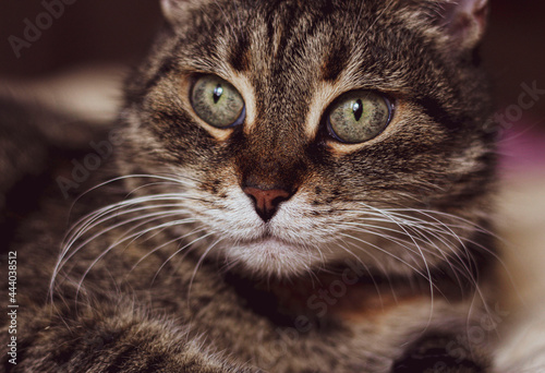 portrait of a cat © Климова Виктория