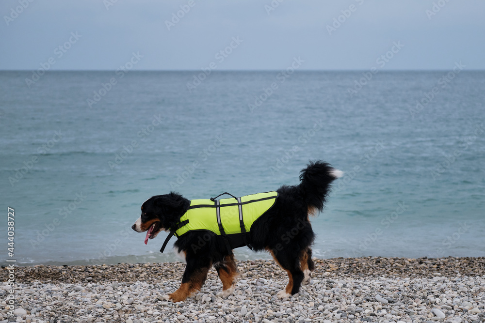 Rescue dog walks along the beach and carefully monitors order and safety. Bernese mountain dog in bright green life jacket at sea.