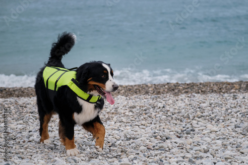 Rescue dog walks along the beach and carefully monitors order and safety. Bernese mountain dog in bright green life jacket at sea.