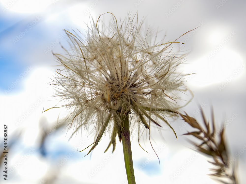 Macro photography of a false dandelion seeds head captured at a field near the town of Arcabuco in the central Andean mountains of Colombia.