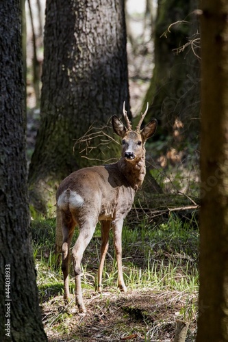 Fototapeta Naklejka Na Ścianę i Meble -  Stout sunlit roe deer in a spruce forest.