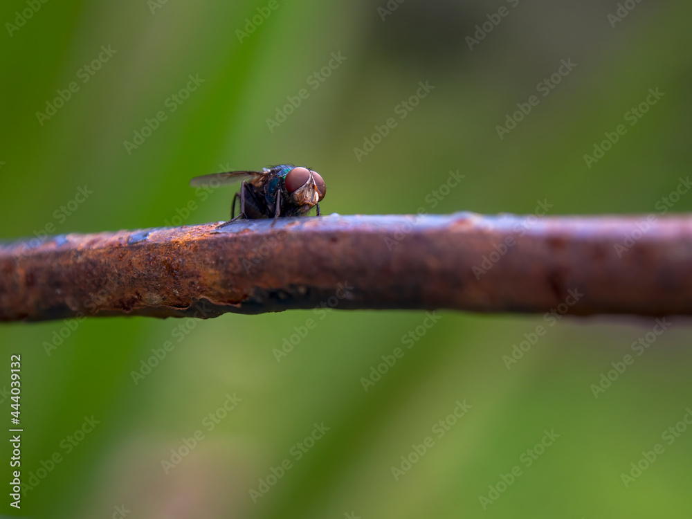 Macro photography of a house fly standing on a rusted rod, captured at a garden near the colonial town of Villa de Leyva, in the central Andean mountains of Colombia. Macro photography of a house fly standing on a rusted rod, captured at a garden near the colonial town of Villa de Leyva, in the central Andean mountains of Colombia.