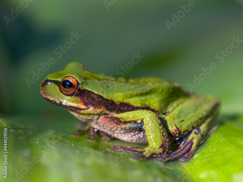 Macro photography of a green dotted treefrog standing on a leaf, captured at a garden near the town of Arcabuco, in the central Andes of Colombia.
