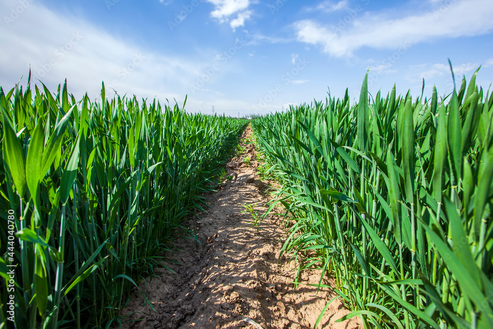 Wheat is growing in the field ,The wheat fields are under the blue sky and white clouds Wheat is growing in the field ,The wheat fields are under the blue sky and white clouds