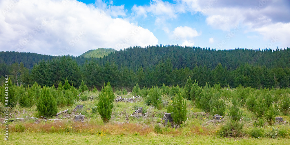 Ταπετσαρία Radiata Pine harvesting and replanting for New Zealand forestry industry