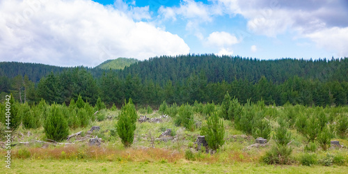 Radiata Pine harvesting and replanting for New Zealand forestry industry