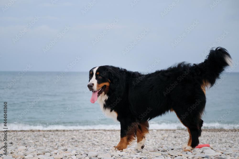 Swiss cattle shepherd on vacation. Bernese Mountain Dog stands on pebbly shore of the Black Sea and enjoys life with its tongue sticking out. Signature breed smile of Mountain Dog.