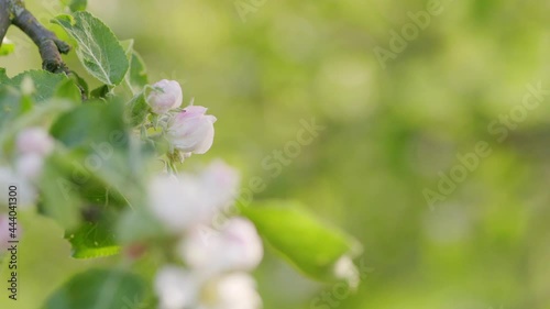 Apple fruit tree. Natural background. Farming. Pretty white flowers blossoming. photo