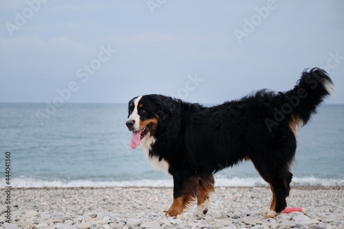 Swiss cattle shepherd on vacation. Bernese Mountain Dog stands on pebbly shore of the Black Sea and enjoys life with its tongue sticking out. Signature breed smile of Mountain Dog.