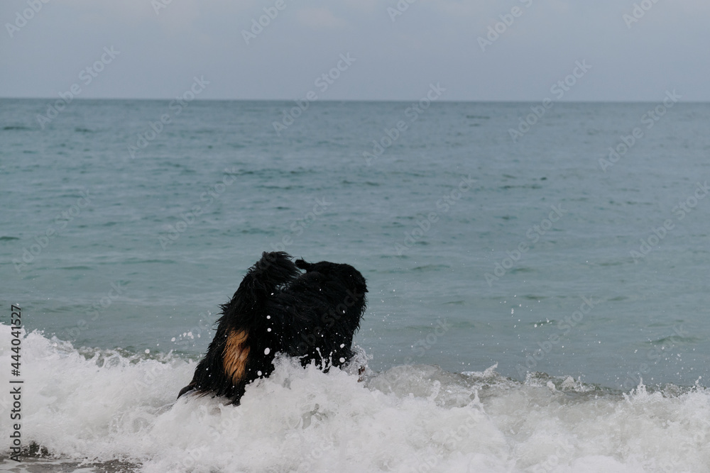Walking with dog and swimming in pond. Rear view of tail and ass. Bernese Mountain Dog goes to sea to swim and cool off on warm, hot summer cloudy day. Walking with dog and swimming in pond. Rear view of tail and ass. Bernese Mountain Dog goes to sea to swim and cool off on warm, hot summer cloudy day.
