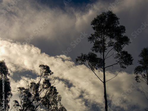Tree canopy against an overcast sky  captured at a farm near the colonial town of Villa de Leyva  in the central Andena mountains of Colombia.