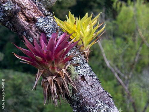 A purple and green tillandsias on a rotten tree, captured in a forest near the town of Arcabuco in the central Andean mountains of Colombia. photo