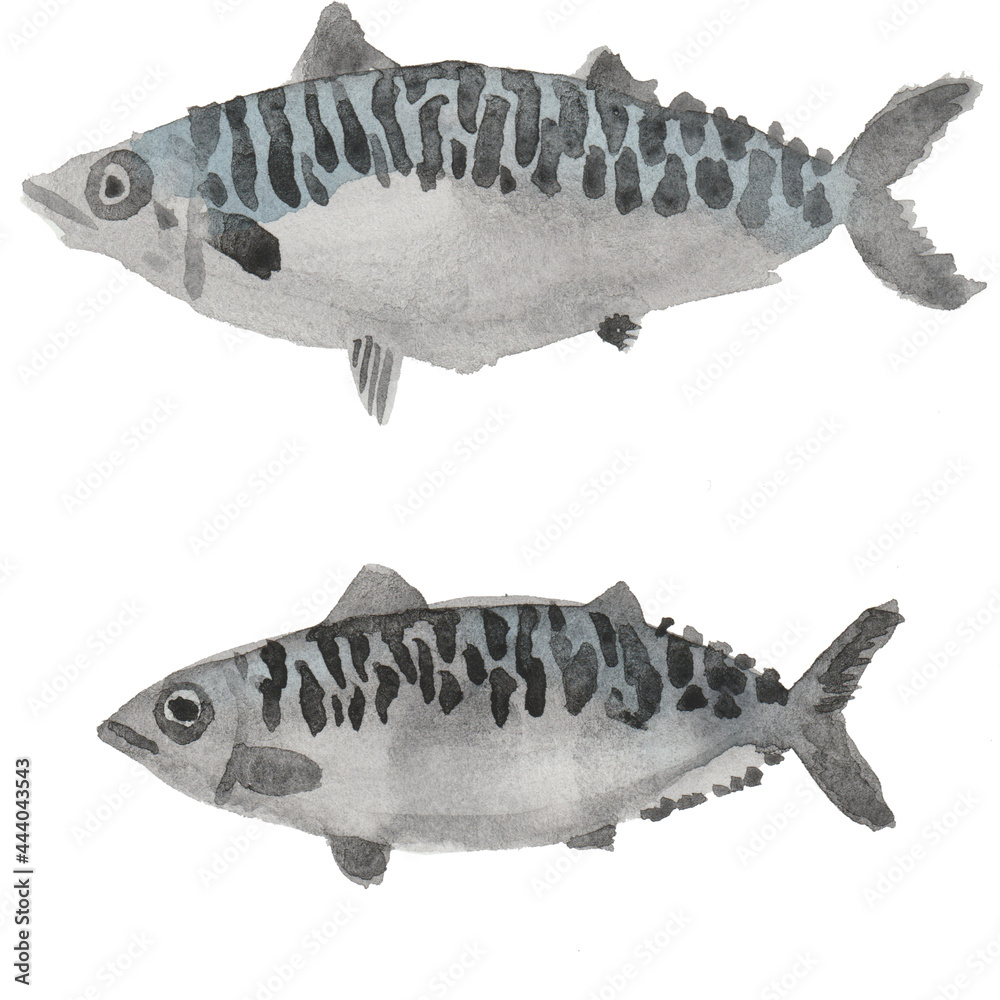 鯖の水彩画手書きイラスト Stock Illustration Adobe Stock