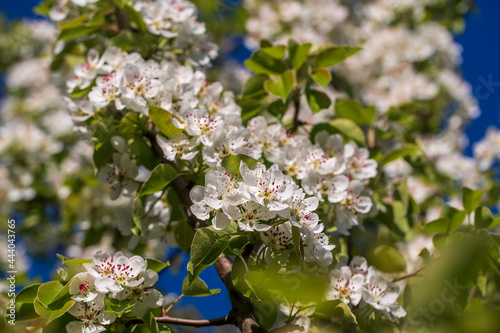 Sprig of white flowers blooms on a pear tree against a blue sky