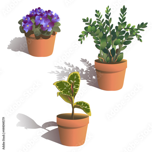 Homeplant African Violet, Zamioculcas zamiifolia, Ficus elasticum. Growth Streptocarpella, Viola vector illustration. Natural decorative greenery, leaves in flowerpot isolated on white background.
 photo