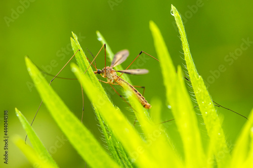 Nephrotoma appendiculata, spotted cranefly,