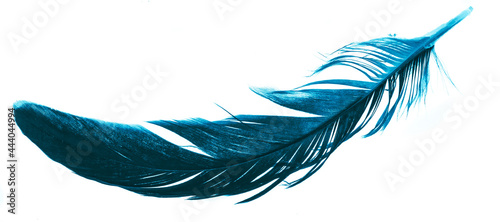 a blue feather on a white isolated background