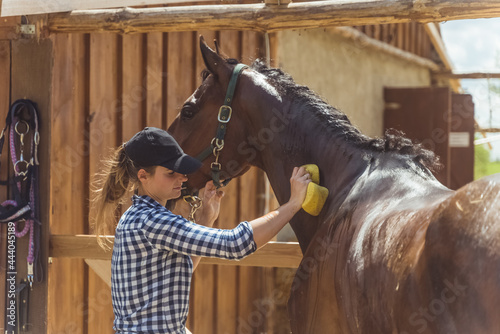 Horse owner cleaning her dark bay horse outside the stable. Gently rubbing the horse's neck using a sponge and soap. Grooming horses and taking care of their hygiene. 