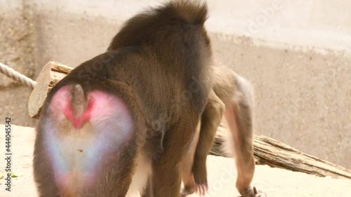 Mandril male and female engaged in mating ritual.  photo