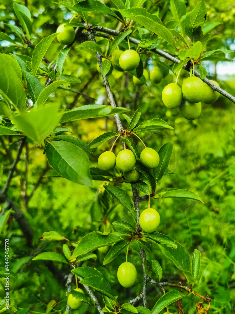 Unripe green fruits hang on a tree branch in the garden close-up