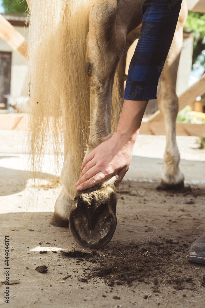 Obraz premium Girl holding the leg of a Palomino horse cleaning horse hoof outside the horse stable. Taking out dust from the hoof. Cleaning horse hoof. Taking care of horse hygiene.