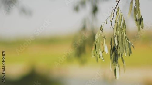 Willow tree. Tree leaves on a blurred background. Near the Karatal river, Kazakhstan.  photo