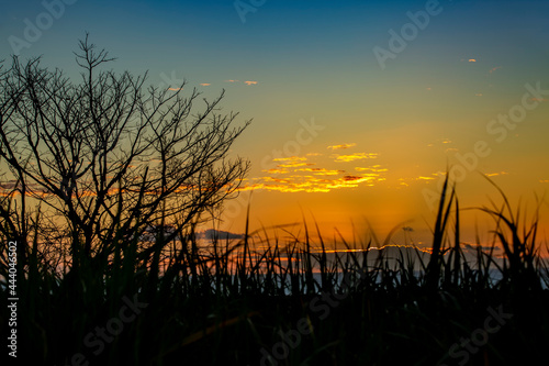 sunset over the ocean behind blooming plants of sugar cane.