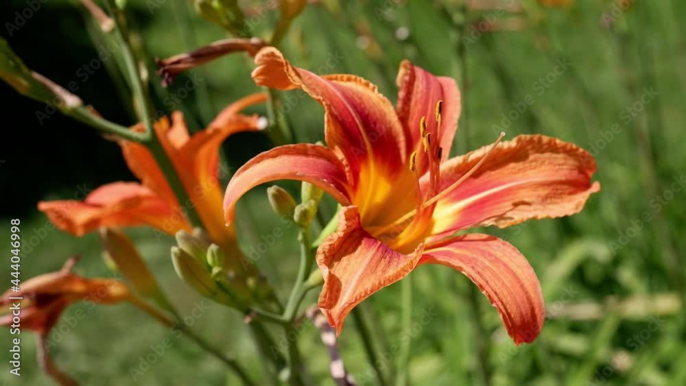 Orange flower on a blurred background. 4k. Orange flower on a blurred background. 4k.