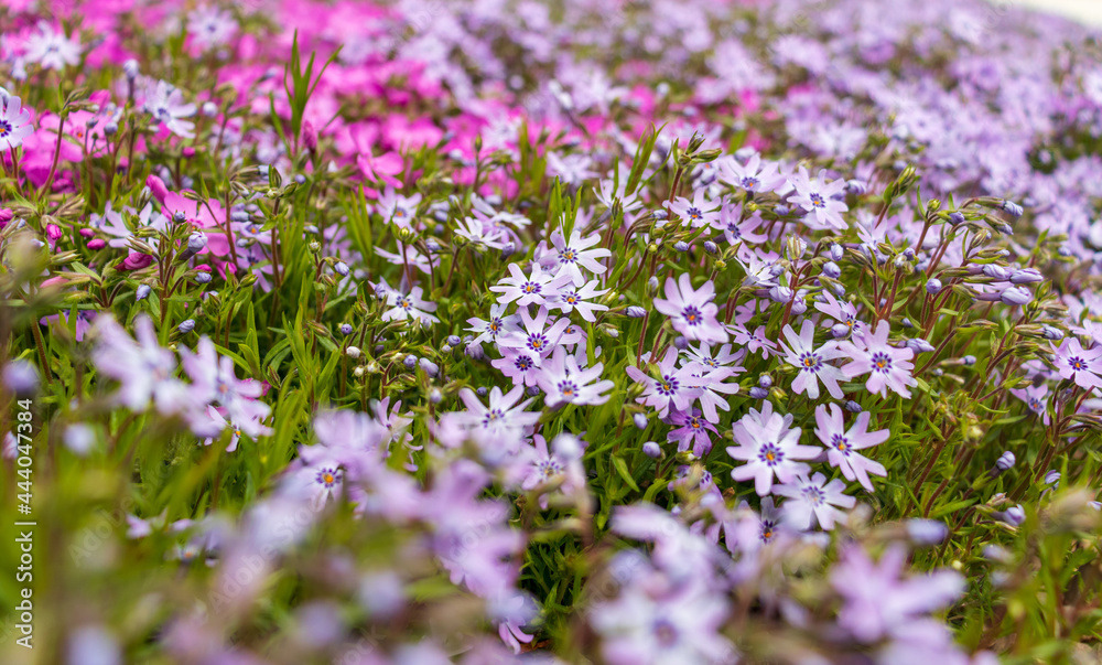 Obraz premium Pink phlox subulata. background of flowers phlox subulata.