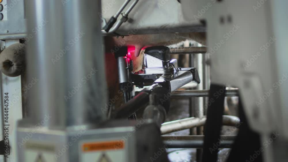 A red laser robot scans the udder of a cow to pump or suck milk. Automatic machine robot for milking cow's milk. Cattle in the barn. Innovative technologies in the agricultural industry. A red laser robot scans the udder of a cow to pump or suck milk. Automatic machine robot for milking cow's milk. Cattle in the barn. Innovative technologies in the agricultural industry.
