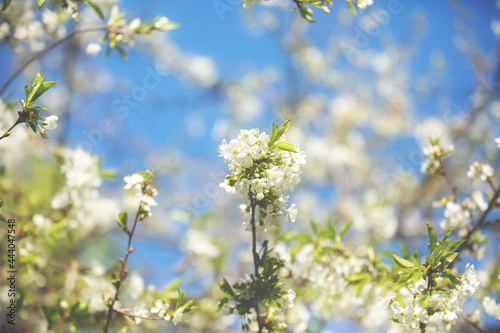 Apple blossom over nature background, beautiful spring flowers