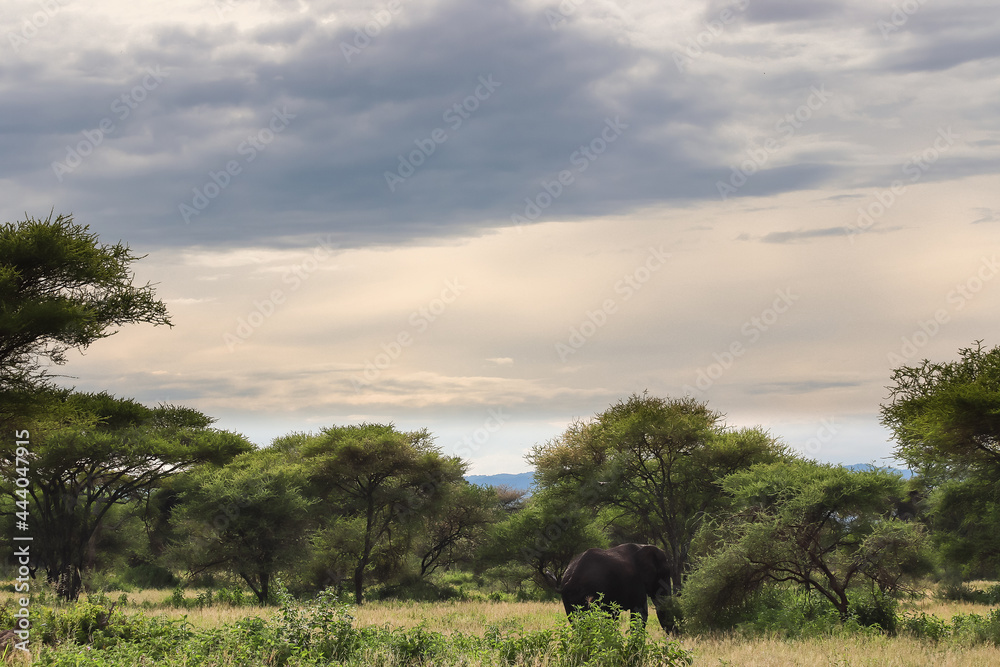 Fototapeta premium elephant walking near green trees in savanna