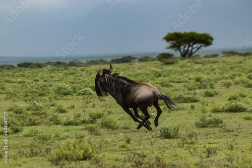 Fototapeta Naklejka Na Ścianę i Meble -  wildebeest running on grass in natural environment