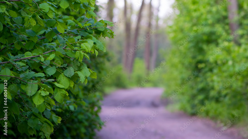 Scenic forest of fresh green deciduous trees framed by leaves. forest natural background. nature, park, trees in spring or summer, selective focus, place for text Scenic forest of fresh green deciduous trees framed by leaves. forest natural background. nature, park, trees in spring or summer, selective focus, place for text