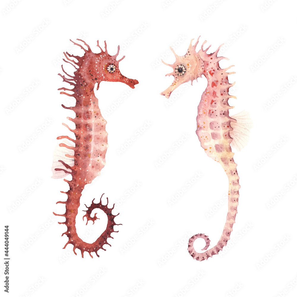 Fototapeta premium Seahorses watercolor isolated on white background, set of underwater animals, fantasy hand painting illustration.