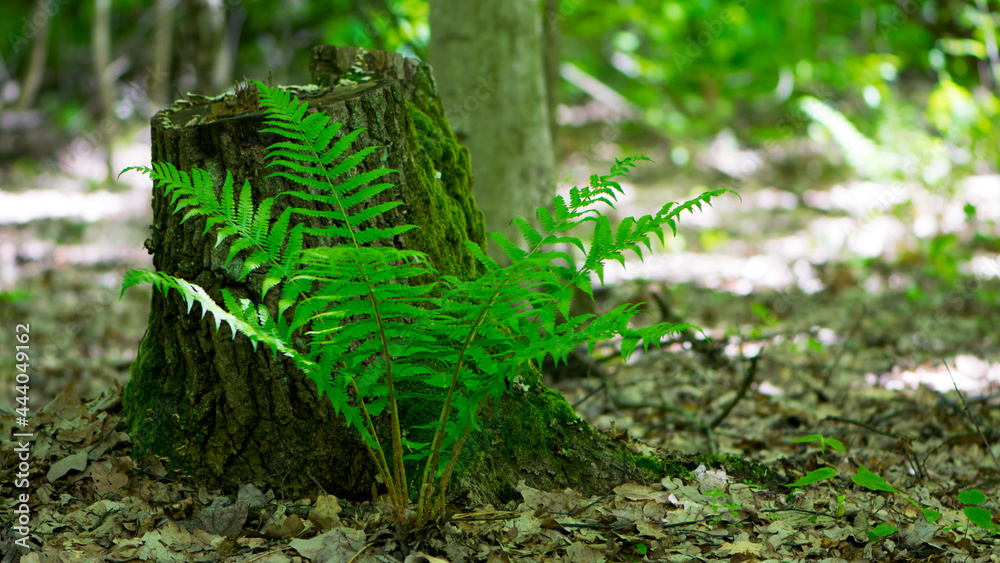Polypodiophyta. green fern leaves. forest fern has grown between trees. green moss, old tree stump. fern plant that has grown in an old tree in the park. summer or autumn, natural background Polypodiophyta. green fern leaves. forest fern has grown between trees. green moss, old tree stump. fern plant that has grown in an old tree in the park. summer or autumn, natural background