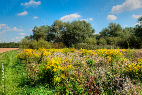Eine unberührte Naturwiese im Norden von Frankfurt am Main