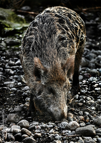 Wallpaper Mural Wild sow digging in the enclosure. Latin name - Sus scrofa Torontodigital.ca