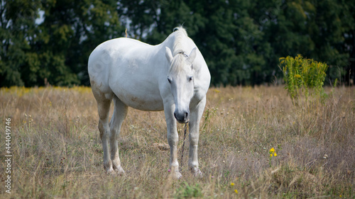 beautiful white horse on dry grass in the field. Arabian horse  white horse stands in an agriculture field with dry grass in sunny weather. strong  hardy and fast animal.