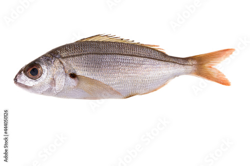 bogue2