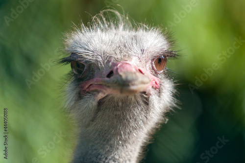 Teleaufnahme des Kopfes eines Vogelstraußes